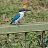 J01_1911 White-collared Kingfisher